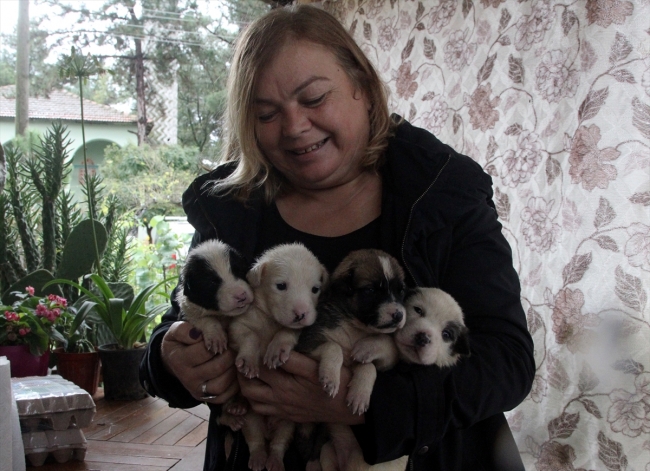 Kırklareli'de ölen "Garip"in 9 yavrusuna bir hayvansever sahip çıktı